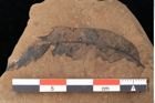 Foto (Detailsansicht) von Quercus palaeoilex Ettingshausen (NHMW-GEO-2024-0188-0851)